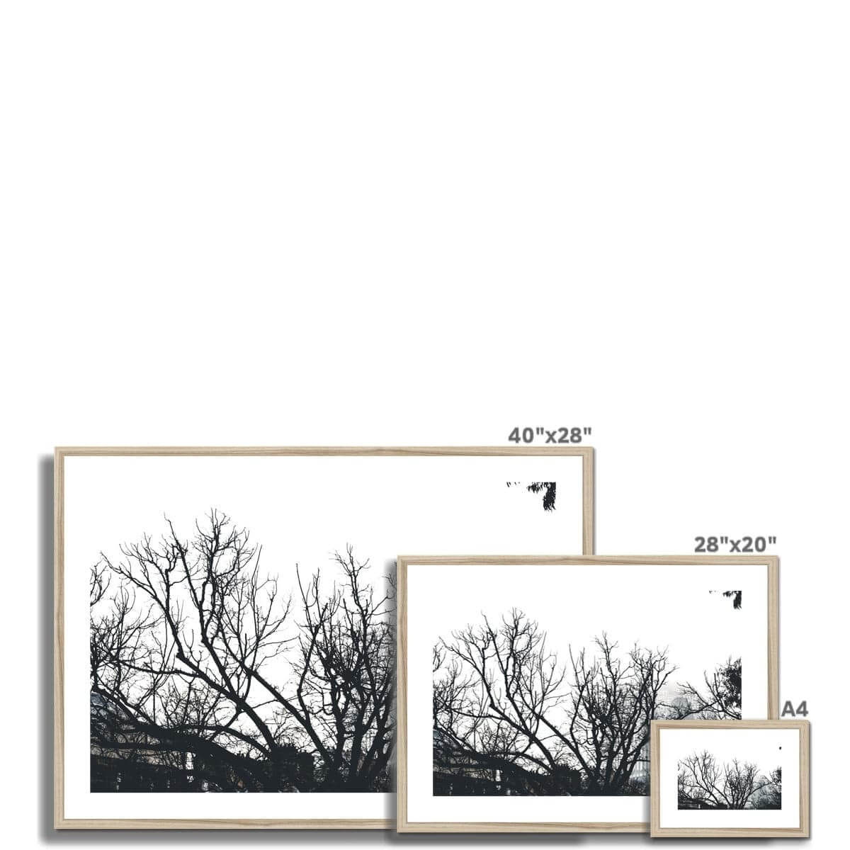 Seek & Ramble Framed Sydney Harbour Bridge Through Trees Framed & Mounted Print