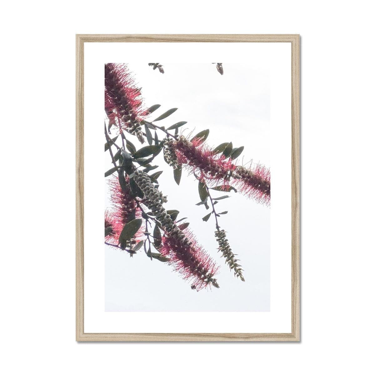 Adam Davies Framed A4 Portrait / Natural Frame Bottlebrush Flowers #2 Framed & Mounted Print