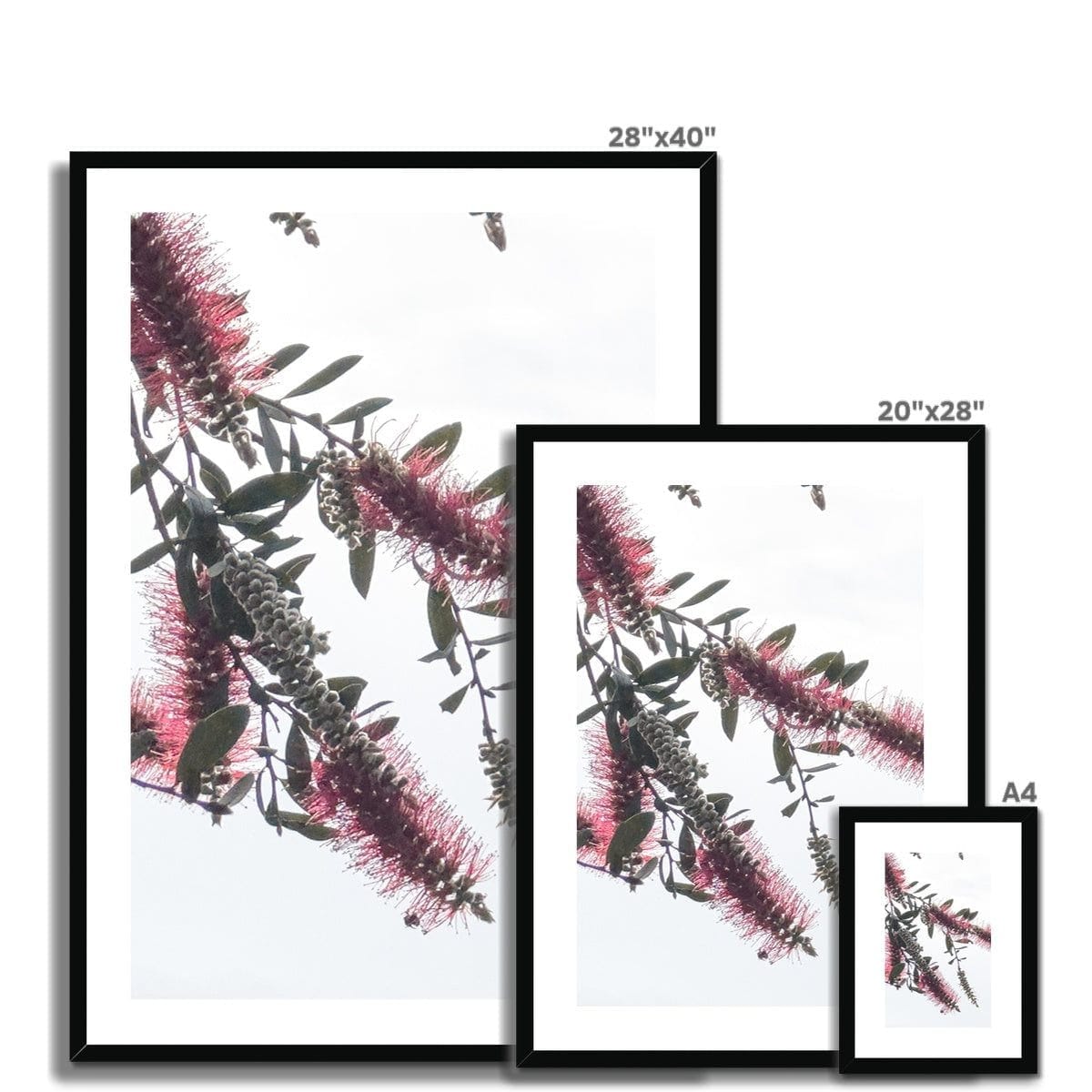 Adam Davies Framed Bottlebrush Flowers #2 Framed & Mounted Print