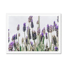 Seek & Ramble Framed A4 Landscape / White Frame Flowering Lavender Print