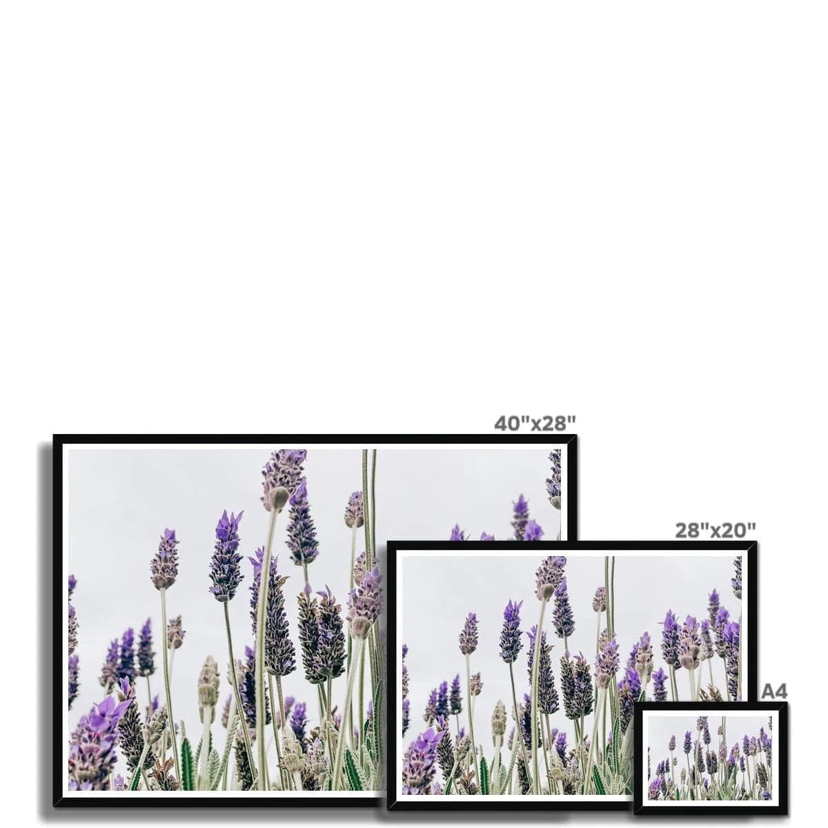 Seek & Ramble Framed Flowering Lavender Print