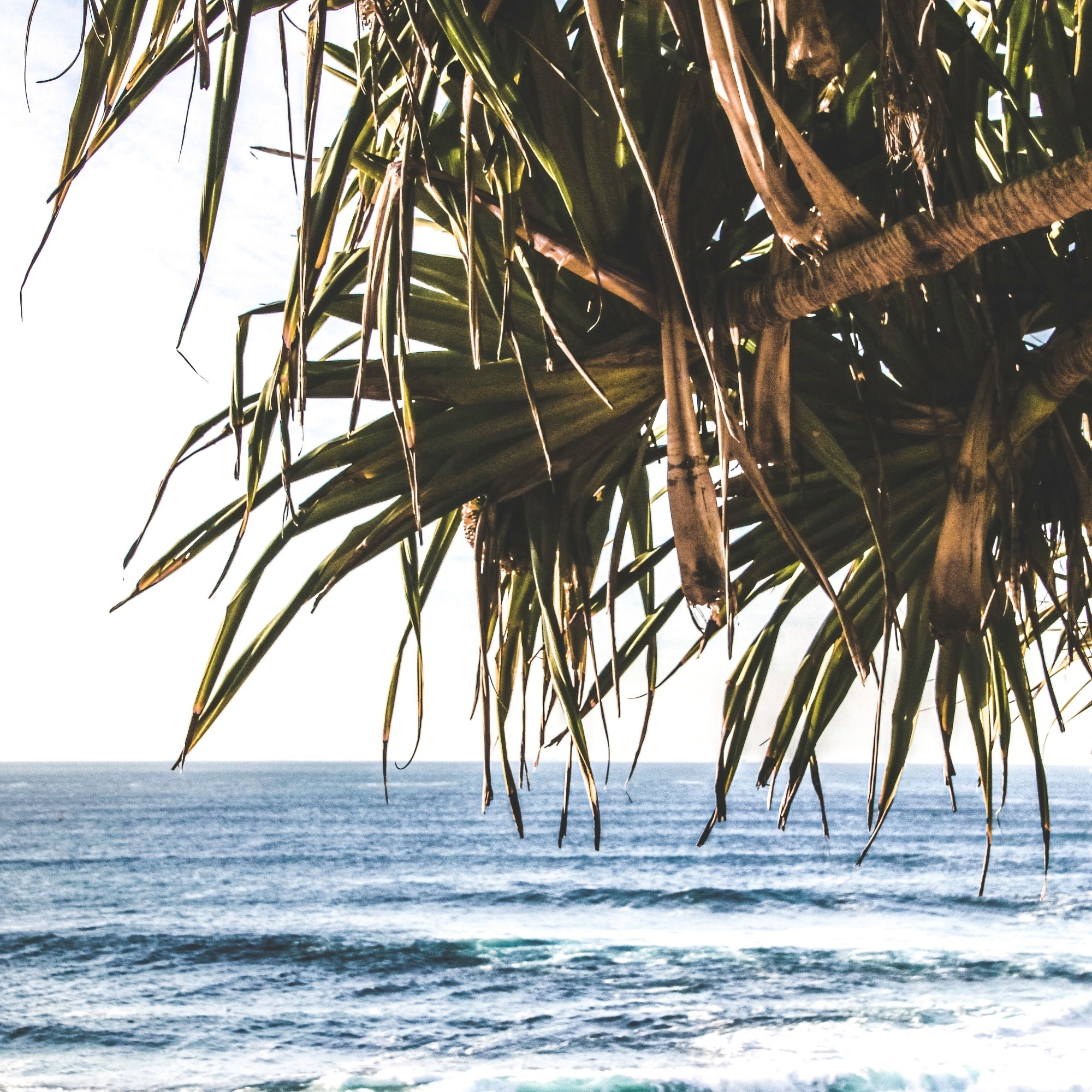 Palm Tree Wall Art
