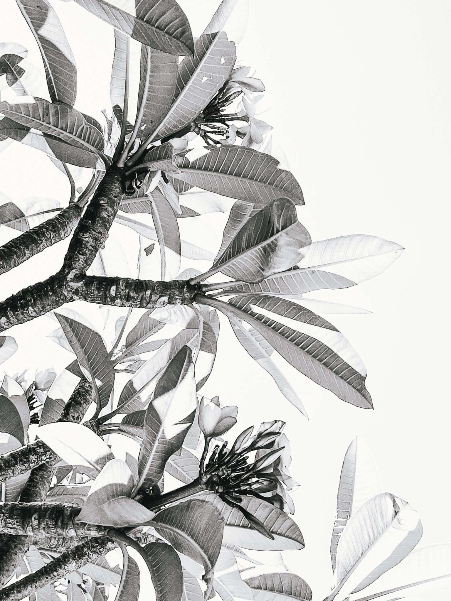 Black & White Botanicals Wall Art