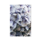 Prodigi Fine art 20"x30" Blue Hydrangea Fine Art Print