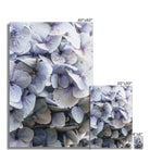 Prodigi Fine art Blue Hydrangea Fine Art Print