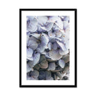 Prodigi Fine art A4 Portrait / Black Frame Blue Hydrangea Framed & Mounted Print