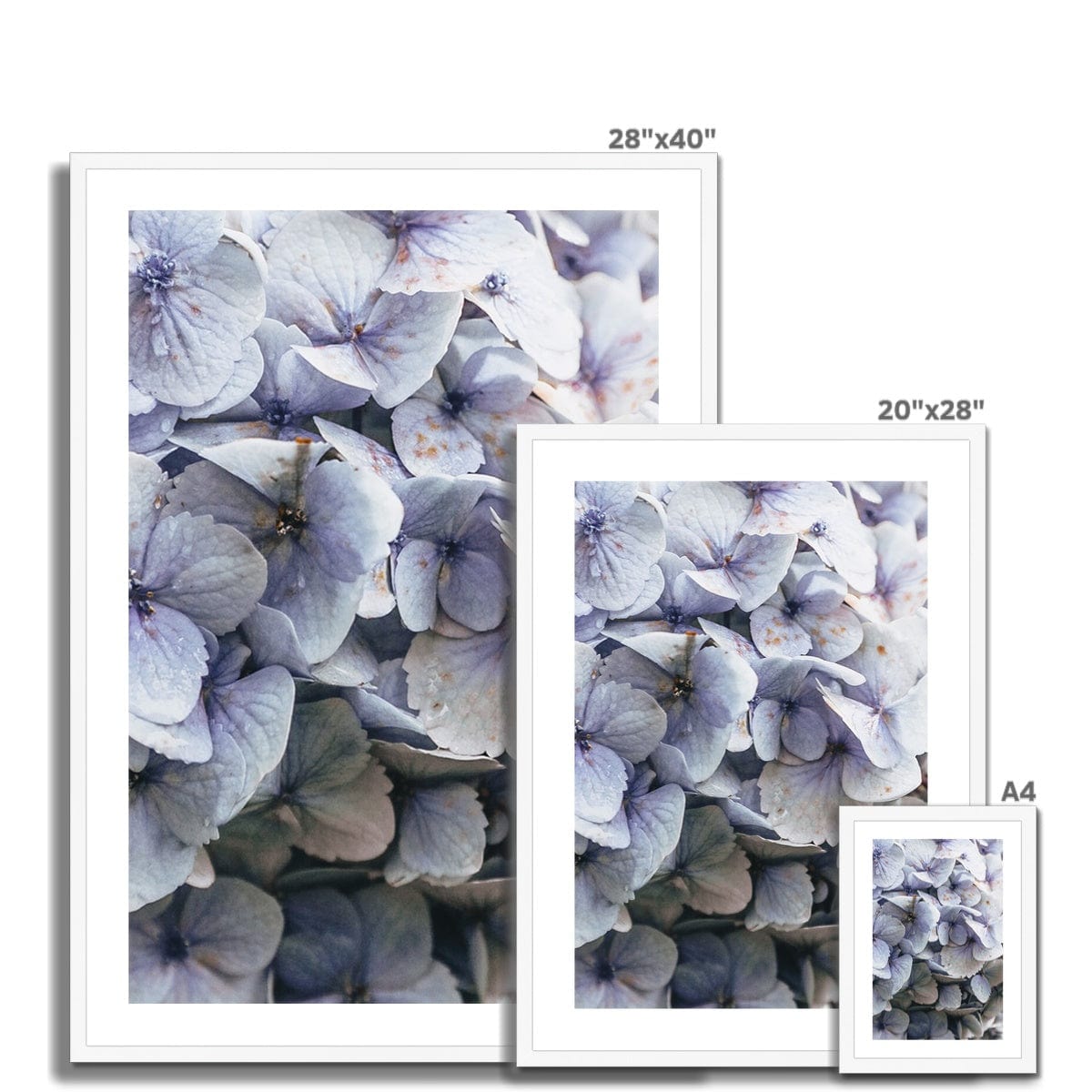 Prodigi Fine art Blue Hydrangea Framed & Mounted Print