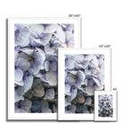 Prodigi Fine art Blue Hydrangea Framed & Mounted Print