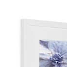Prodigi Fine art Blue Hydrangea Framed & Mounted Print