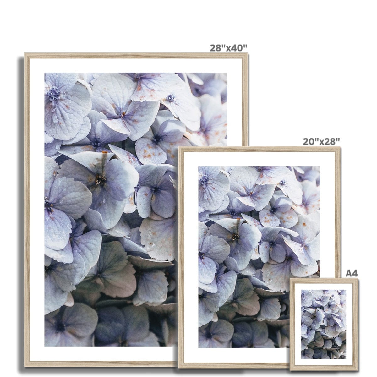 Prodigi Fine art Blue Hydrangea Framed & Mounted Print