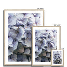 Prodigi Fine art Blue Hydrangea Framed & Mounted Print