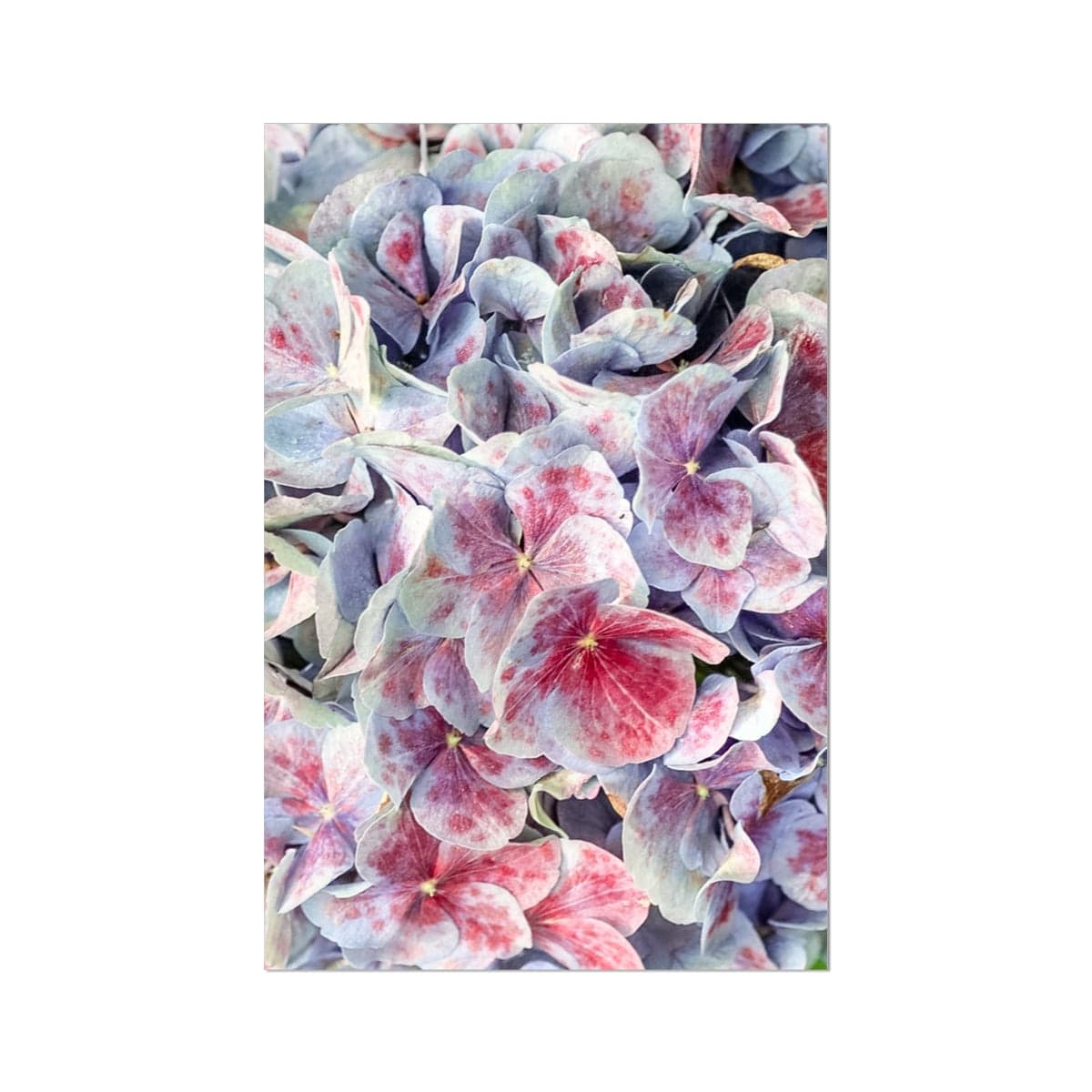 Prodigi Fine art 20"x30" Pink & Violet Hydrangea  Fine Art Print