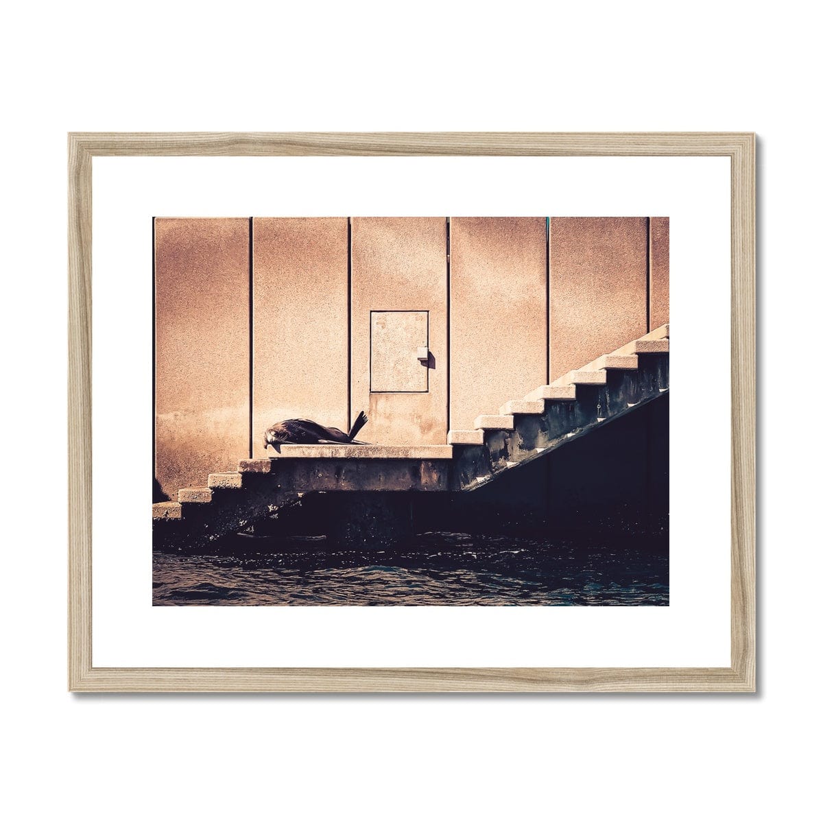 Adam Davies Framed A4 Landscape (29x21cm) / Natural Frame Benny The Seal On The Opera House Steps Framed & Mounted Print