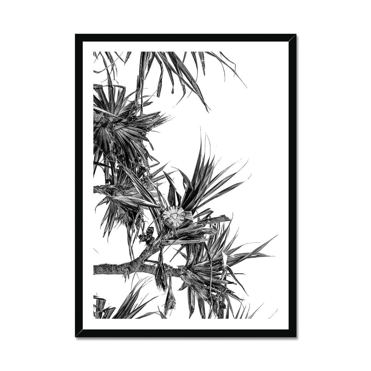 Adam Davies Framed A4 Portrait / Black Frame Black & White Pandanus Framed Print