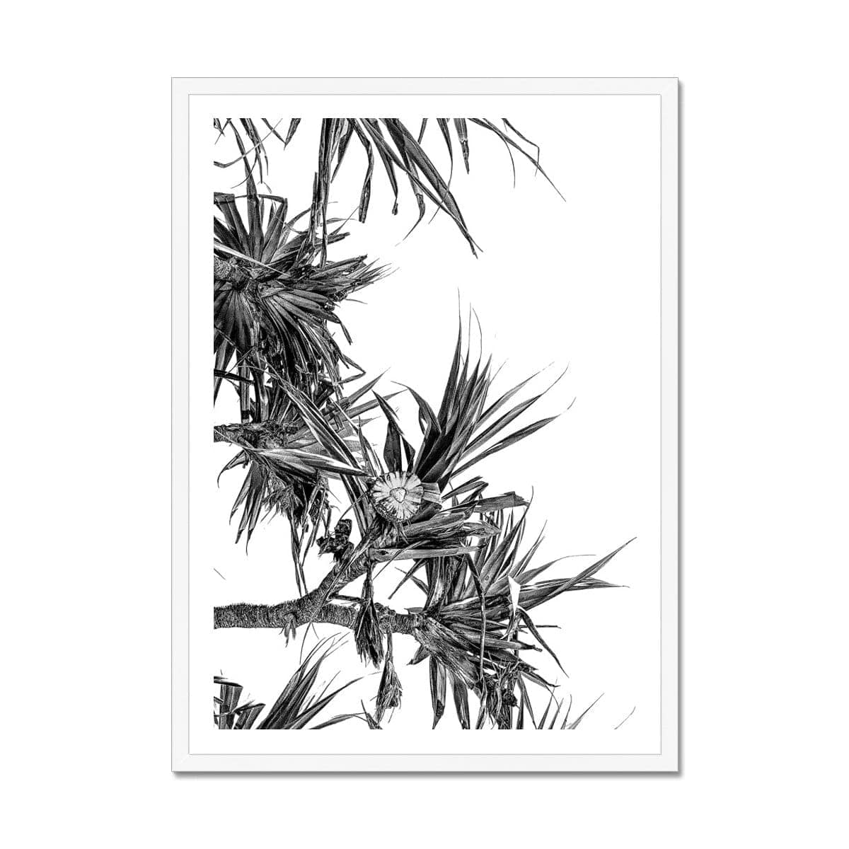 Adam Davies Framed A4 Portrait / White Frame Black & White Pandanus Framed Print