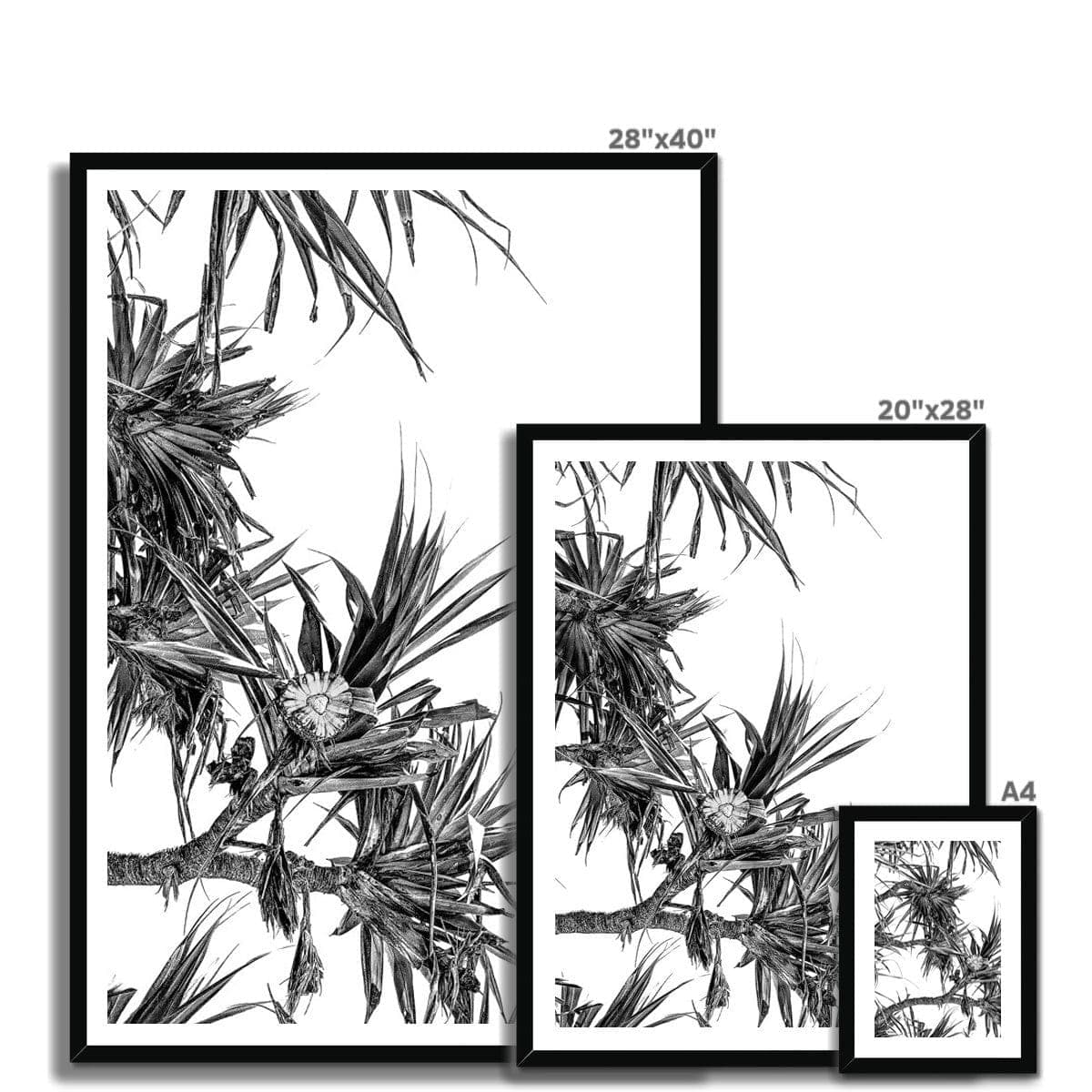 Adam Davies Framed Black & White Pandanus Framed Print