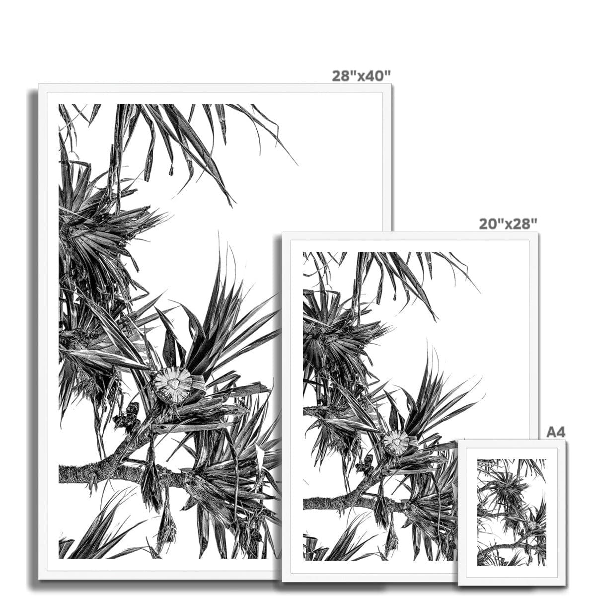 Adam Davies Framed Black & White Pandanus Framed Print