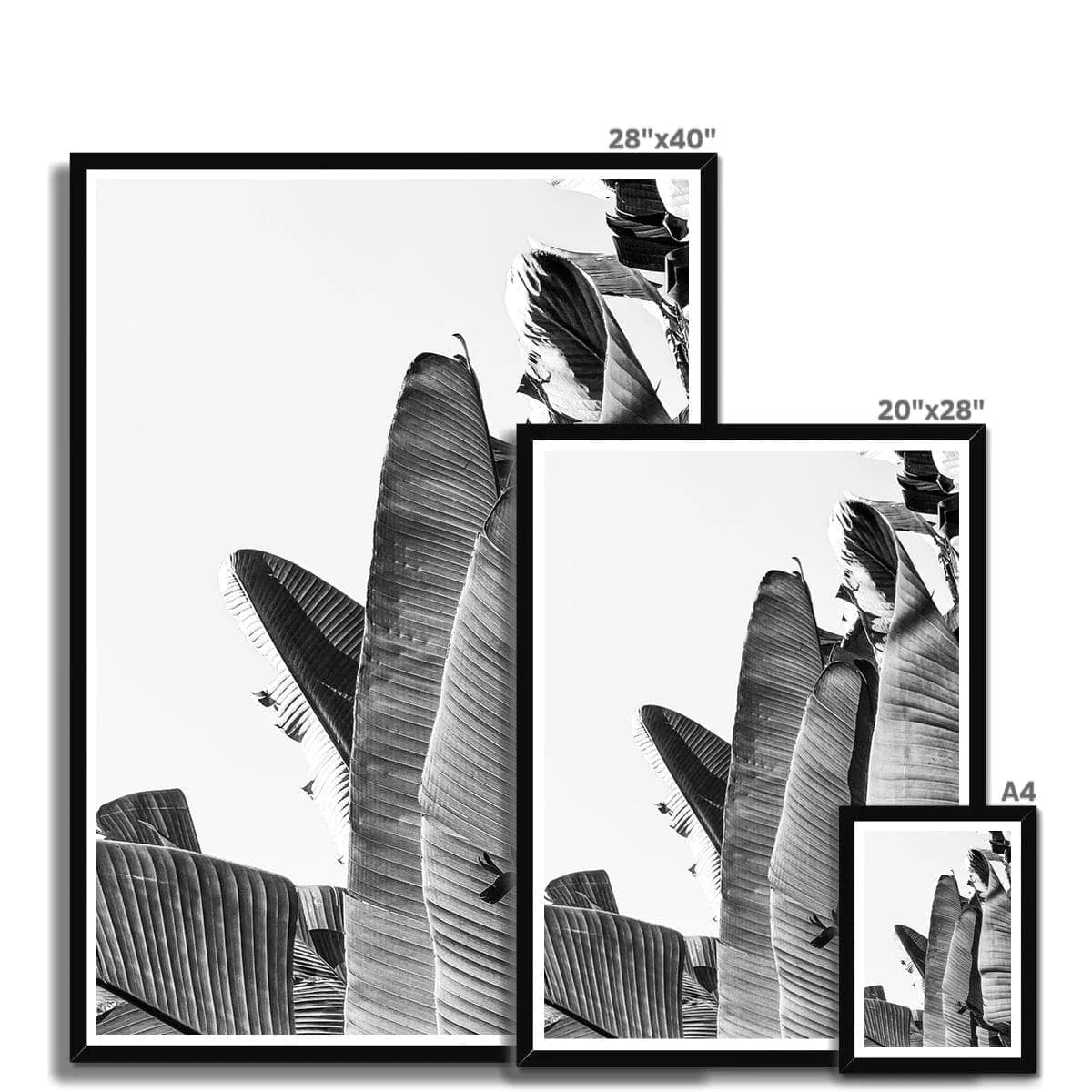 Seek & Ramble Framed Black & White Travellers Palm Print