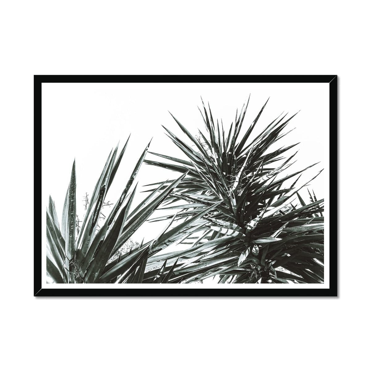 Seek & Ramble Framed A4 Landscape (29.7x21cm) / Black Frame Black & White Yucca Plant Print