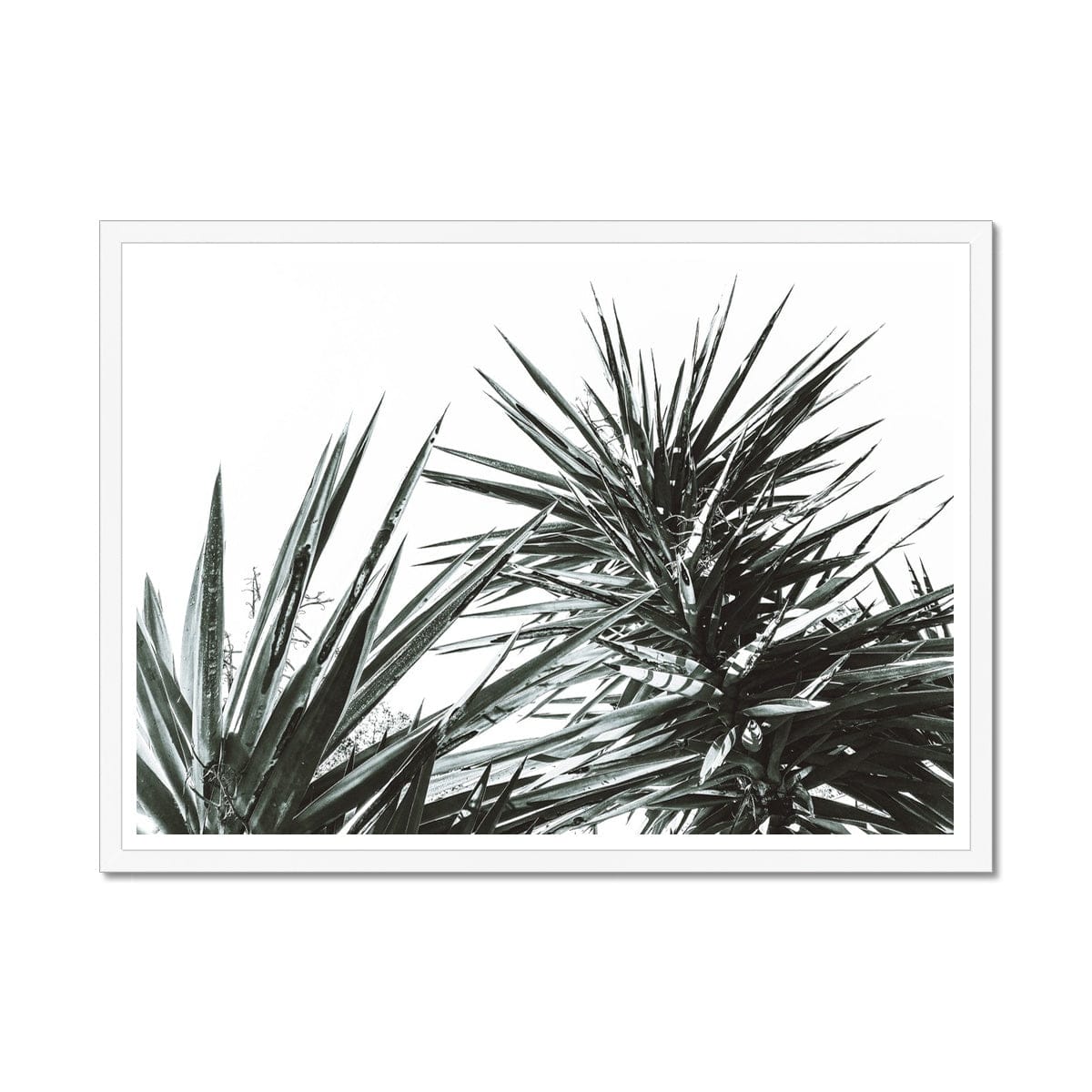 Seek & Ramble Framed A4 Landscape (29.7x21cm) / White Frame Black & White Yucca Plant Print