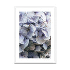 Seek & Ramble Framed A4 Portrait / White Frame Blue Hydrangea Framed & Mounted Print