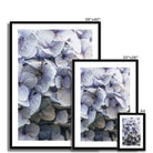 Seek & Ramble Framed Blue Hydrangea Framed & Mounted Print