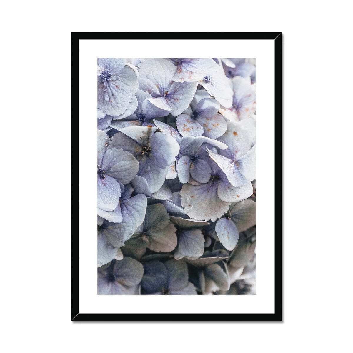 Seek & Ramble Framed A4 Portrait / Black Frame Blue Hydrangea Framed & Mounted Print