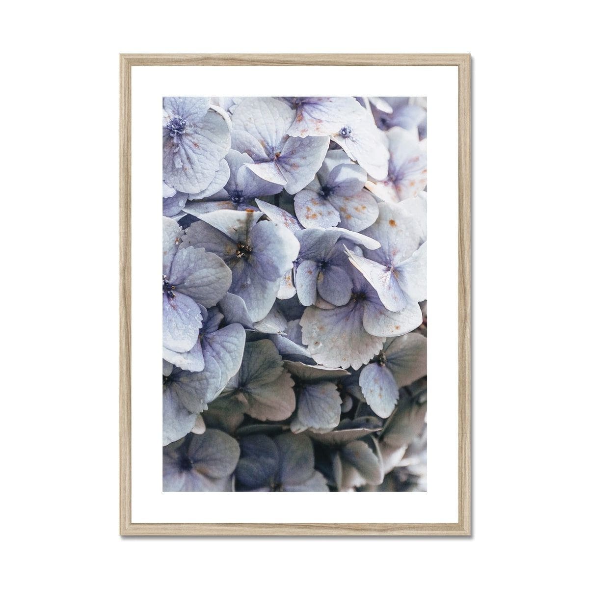 Seek & Ramble Framed A4 Portrait / Natural Frame Blue Hydrangea Framed & Mounted Print