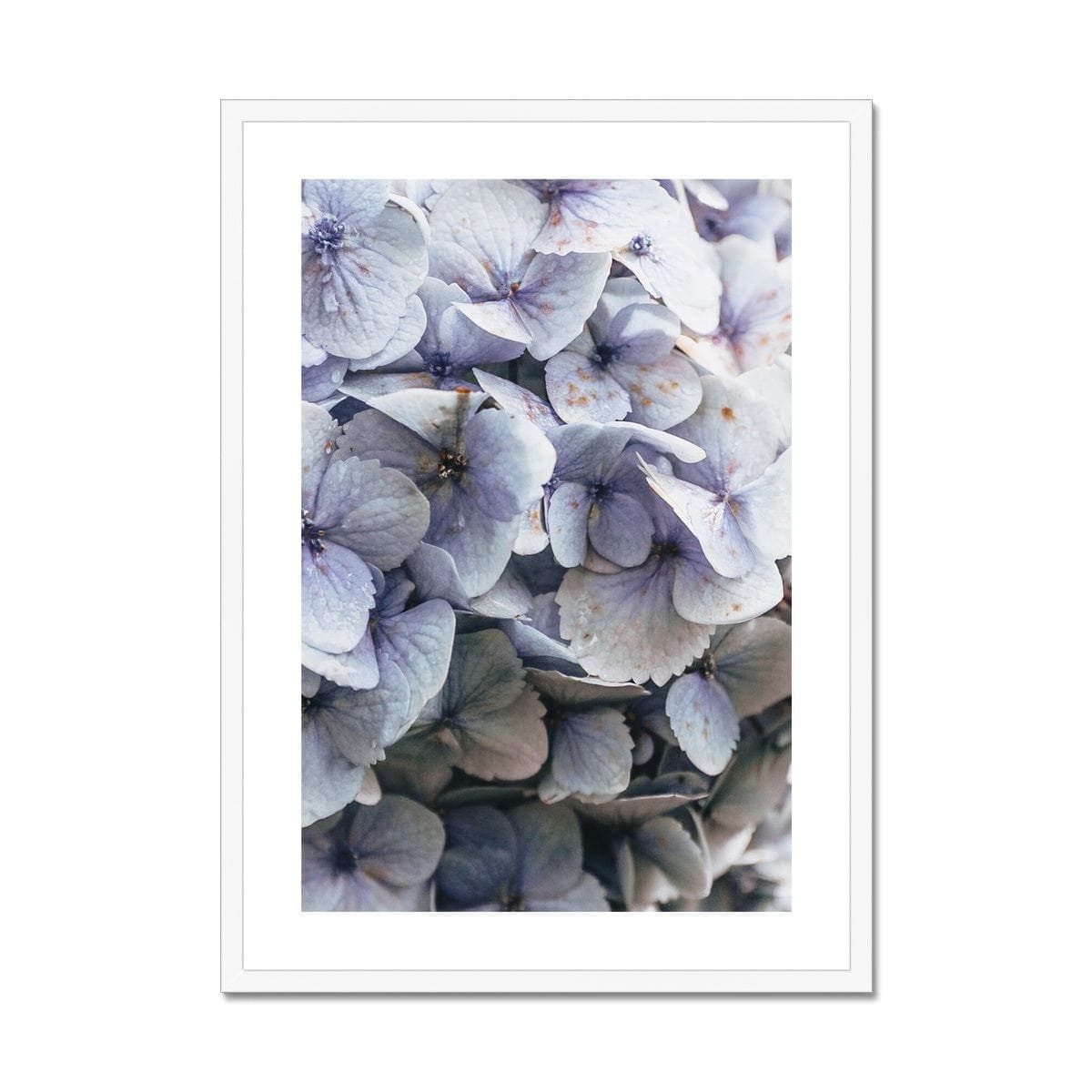 Seek & Ramble Framed A4 Portrait / White Frame Blue Hydrangea Framed & Mounted Print