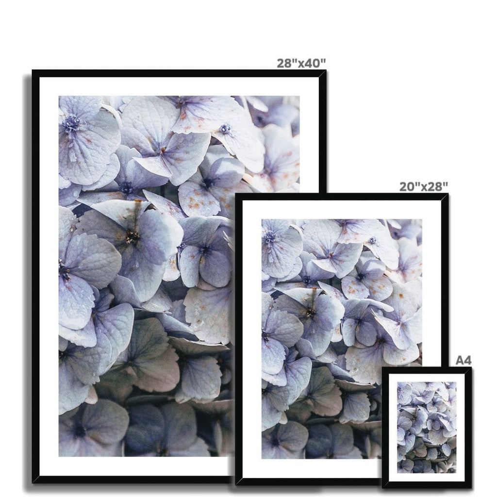 SeekandRamble Framed Blue Hydrangea Framed & Mounted Print