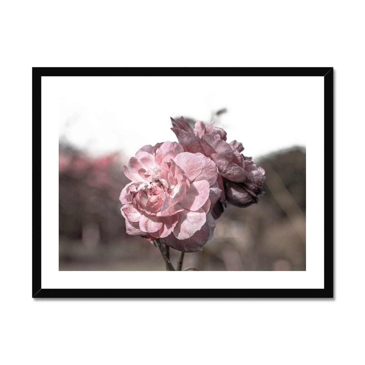 Adam Davies Framed A4 Landscape (29x21cm) / Black Frame Botanical Gardens Pink Camelia Framed Print