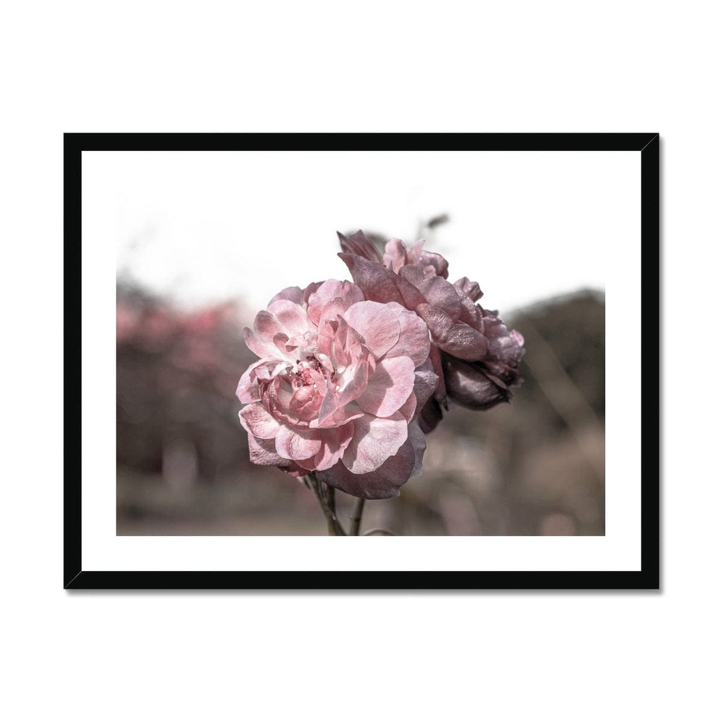 SeekandRamble Framed A4 Landscape (29x21cm) / Black Frame Botanical Gardens Pink Camelia  Framed Print
