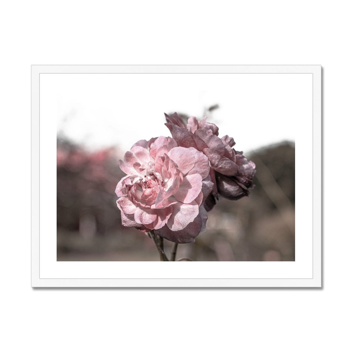 Adam Davies Framed A4 Landscape (29x21cm) / White Frame Botanical Gardens Pink Camelia Framed Print