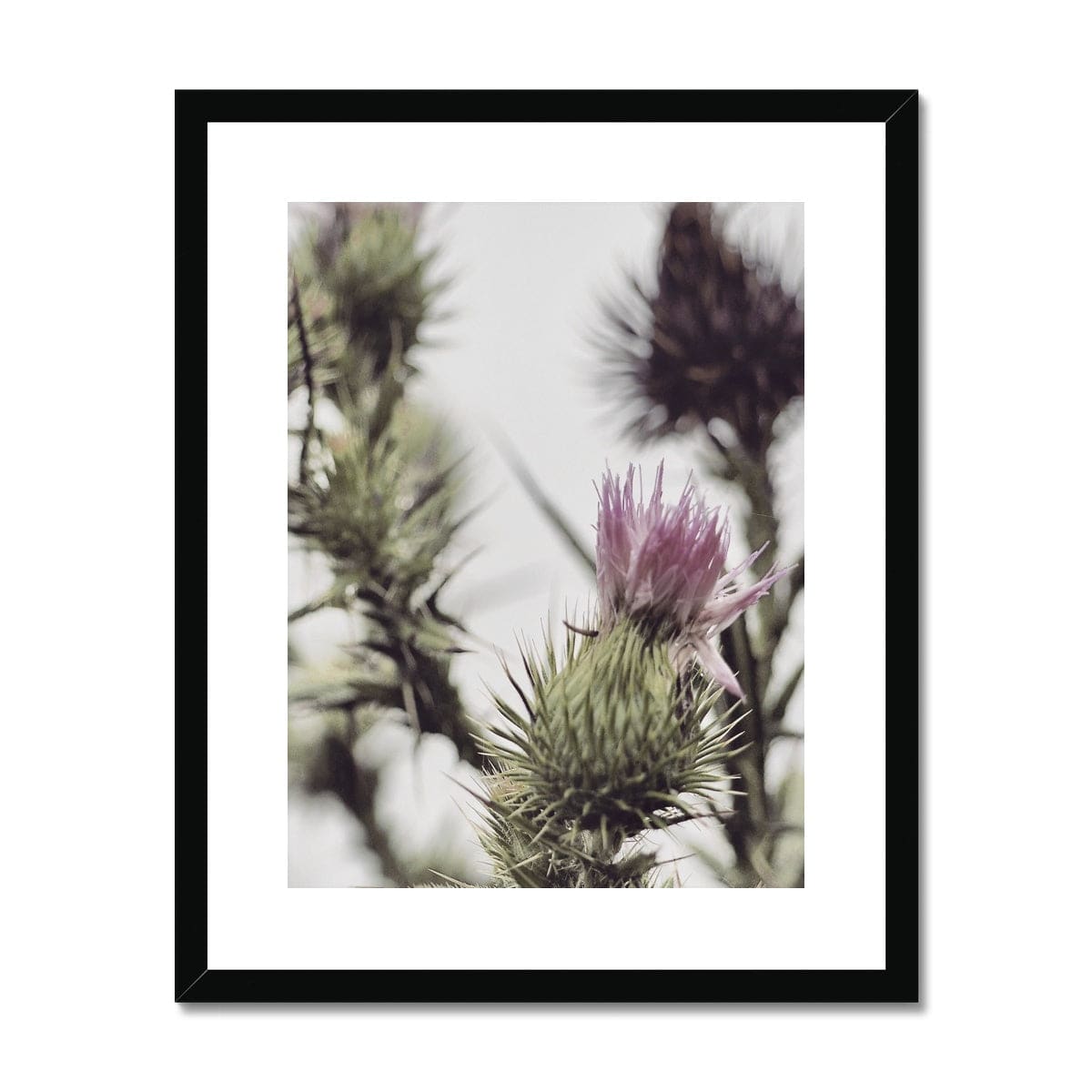 Adam Davies Framed A4 Portrait (21x29.7cm) / Black Frame Botanical Pink Thistle Flower Framed & Mounted Print