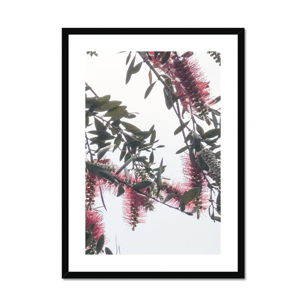 SeekandRamble Framed 12"x16" / Black Frame Bottlebrush Flowers #1 Framed & Mounted Print