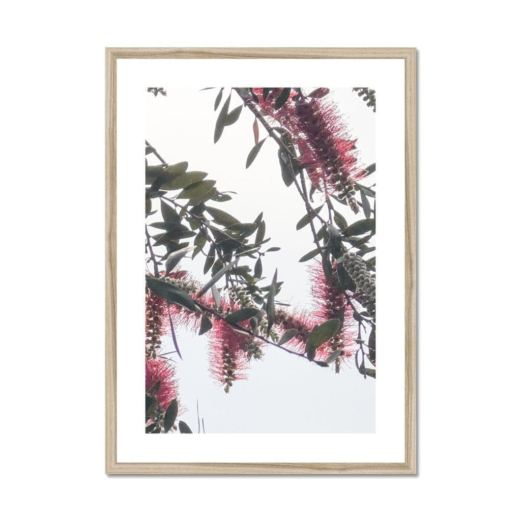 SeekandRamble Framed 12"x16" / Natural Frame Bottlebrush Flowers #1 Framed & Mounted Print