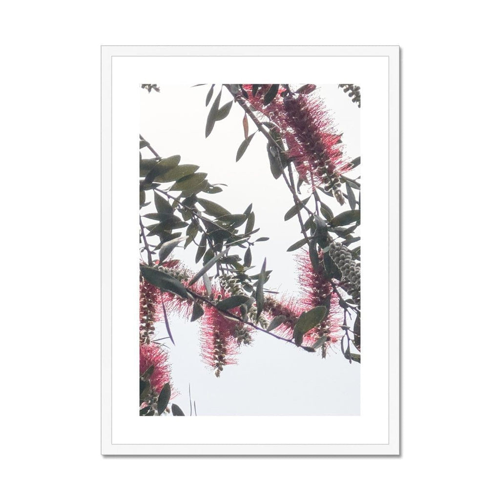 SeekandRamble Framed 12"x16" / White Frame Bottlebrush Flowers #1 Framed & Mounted Print