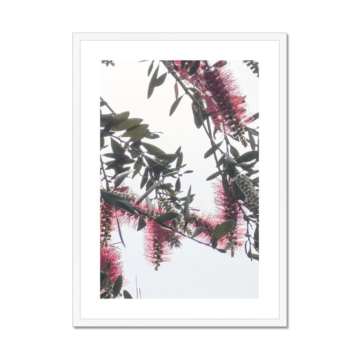 Adam Davies Framed A4 Portrait / White Frame Bottlebrush Flowers #1 Framed & Mounted Print