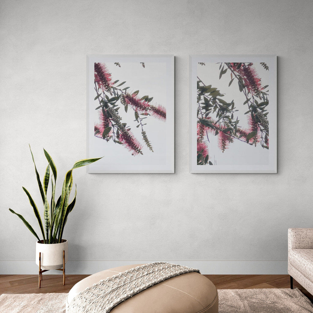 SeekandRamble Framed Bottlebrush Flowers #1 Framed & Mounted Print