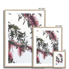 Adam Davies Framed Bottlebrush Flowers #1 Framed & Mounted Print