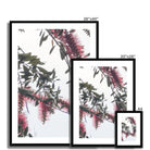 Adam Davies Framed Bottlebrush Flowers #1 Framed & Mounted Print