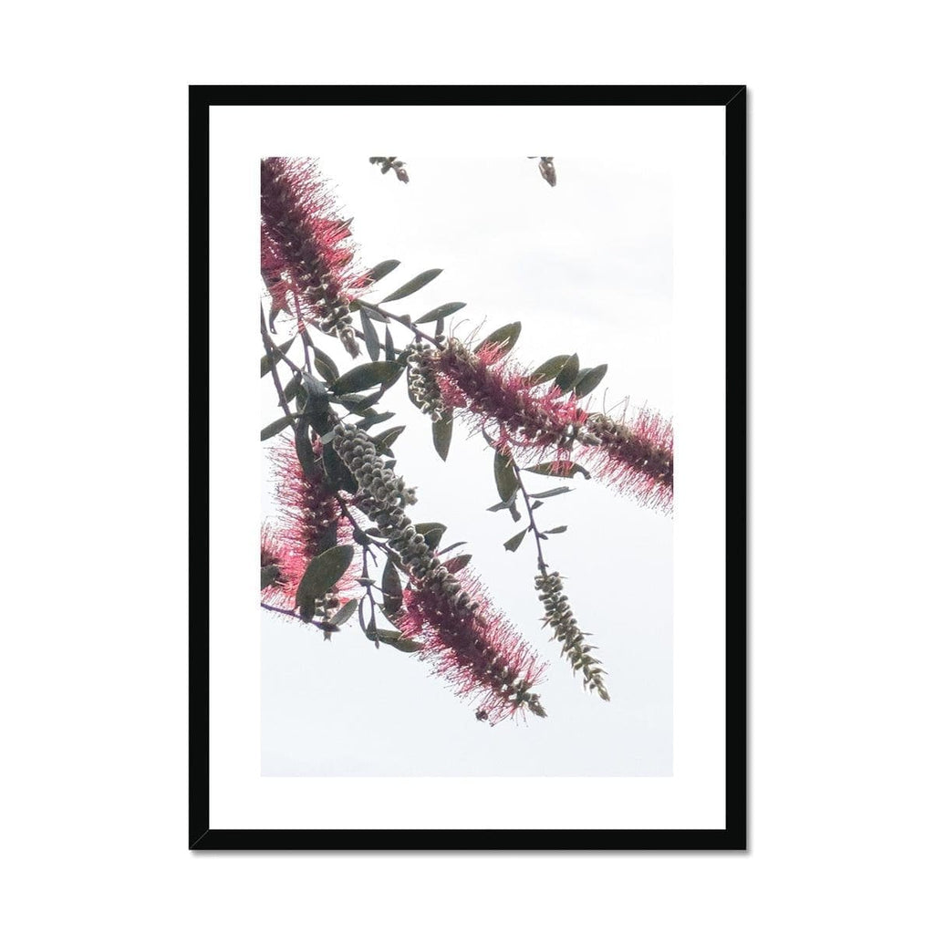 SeekandRamble Framed 12"x16" / Black Frame Bottlebrush Flowers #2 Framed & Mounted Print