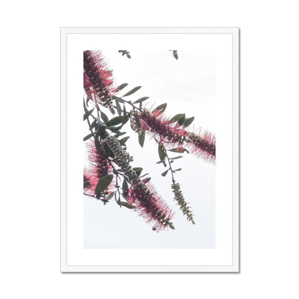 SeekandRamble Framed 12"x16" / White Frame Bottlebrush Flowers #2 Framed & Mounted Print