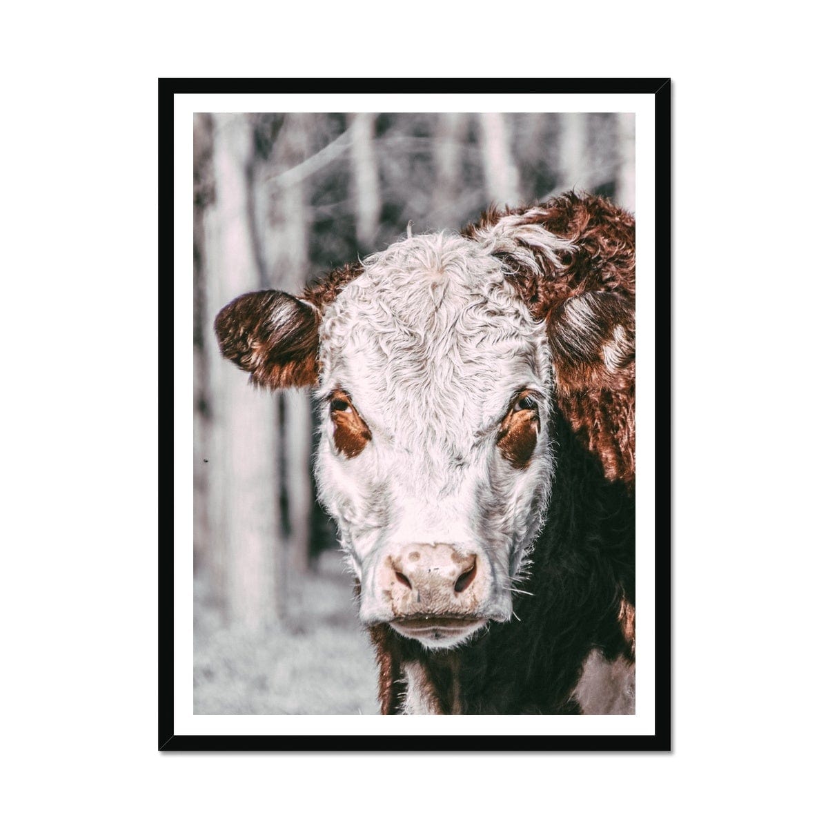 Adam Davies Framed A4 Portrait (21x29.7cm) / Black Frame Brown and White Cow Framed Print|Seek And Ramble