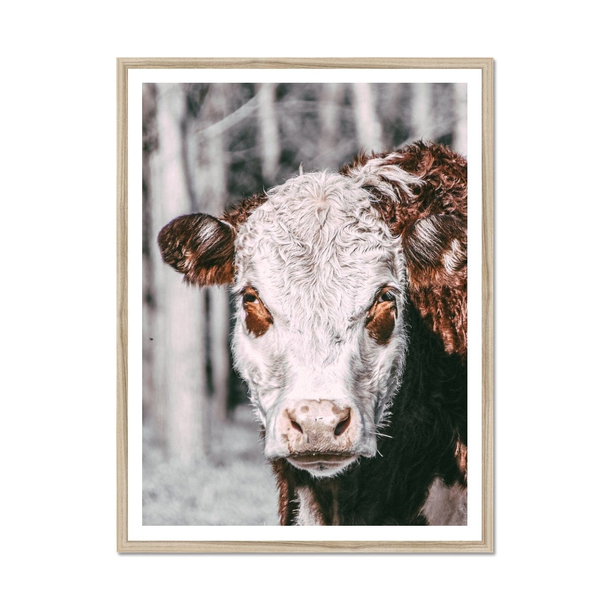 Adam Davies Framed A4 Portrait (21x29.7cm) / Natural Frame Brown and White Cow Framed Print|Seek And Ramble
