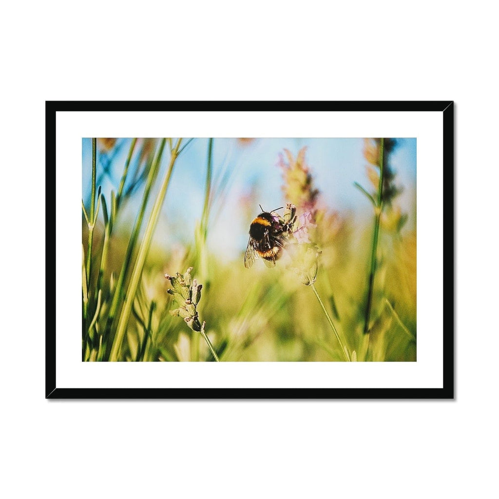 SeekandRamble Framed A4 Landscape (29x21cm) / Black Frame Bumble Bee Framed & Mounted Print