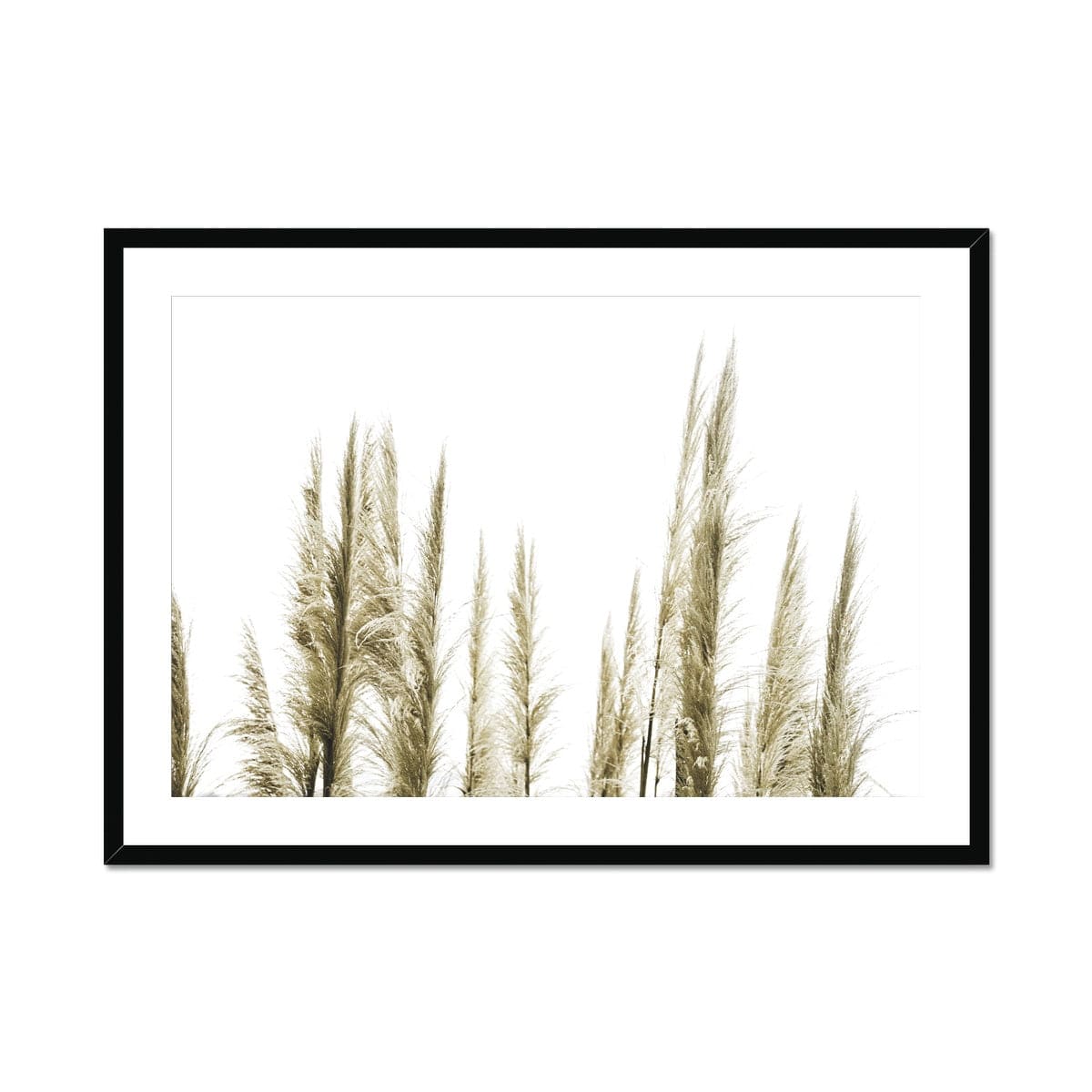 Adam Davies Framed 16"x12" (40x30cm) / Black Frame Feather Grass Sunlight Framed & Mounted Print