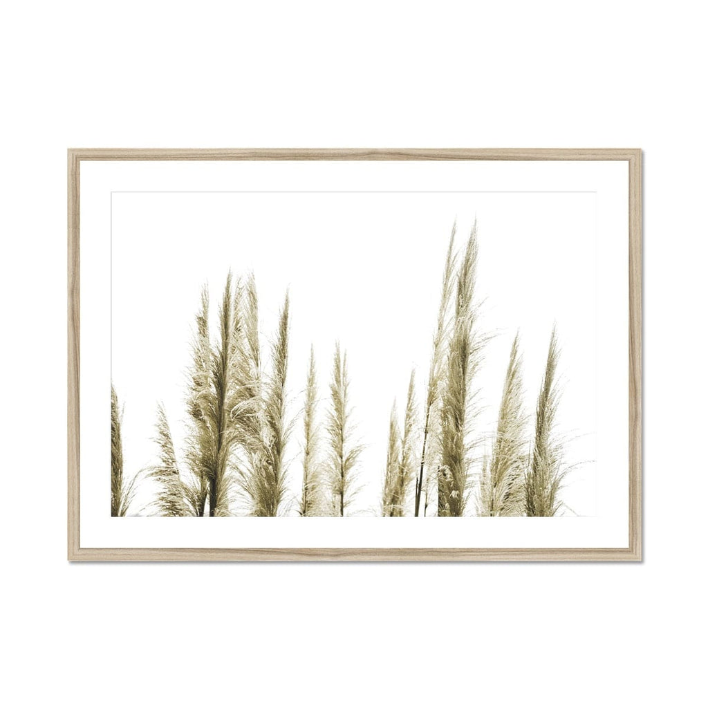SeekandRamble Framed 16"x12" (40x30cm) / Natural Frame Feather Grass Sunlight Framed & Mounted Print