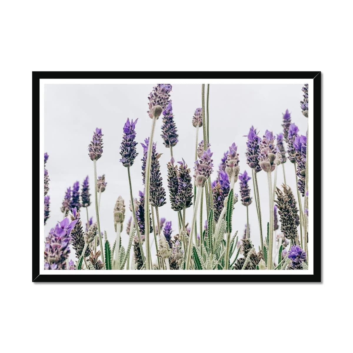 Seek & Ramble Framed A4 Landscape / Black Frame Flowering Lavender Print
