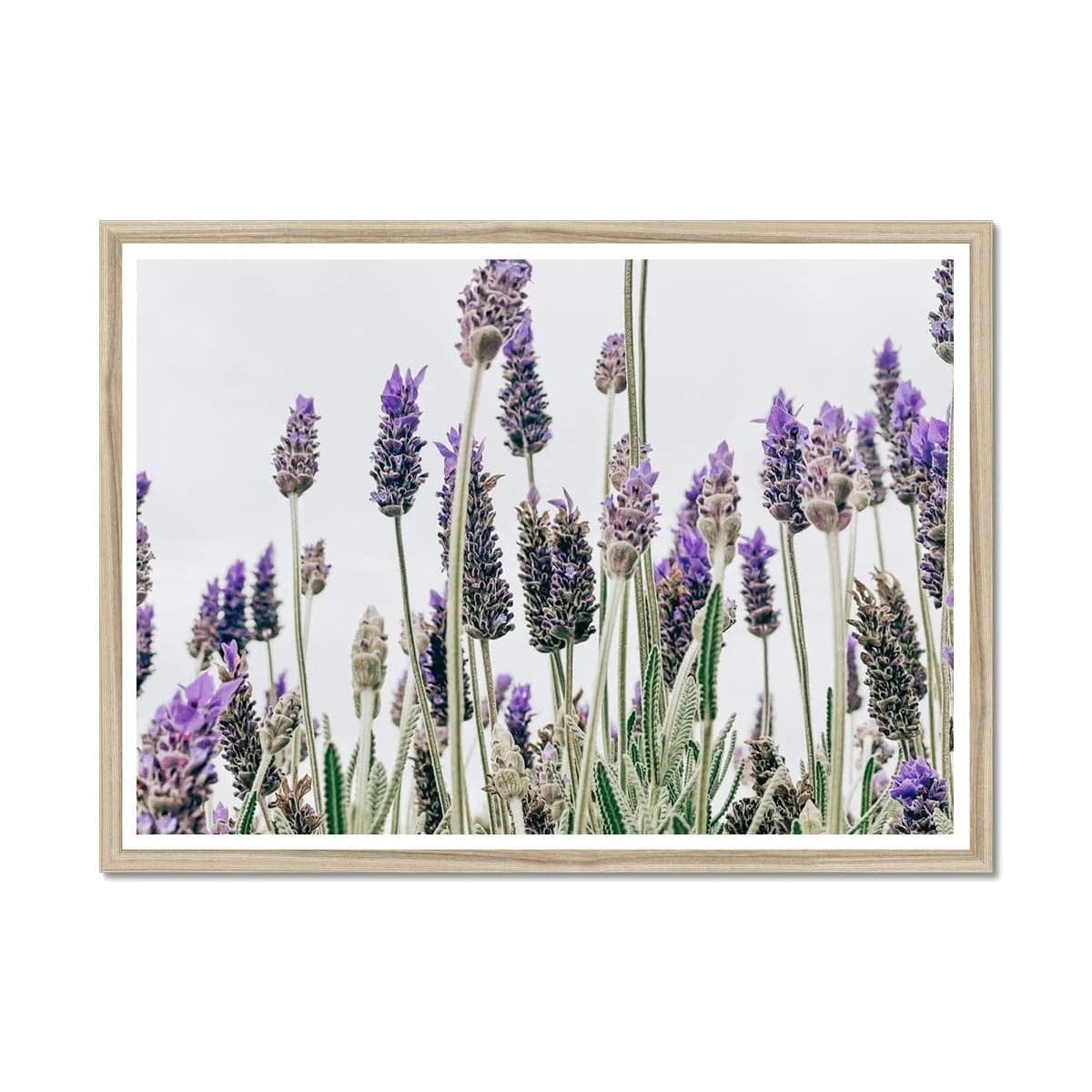 Seek & Ramble Framed A4 Landscape / Natural Frame Flowering Lavender Print